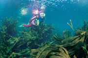 Laminaria (alga)